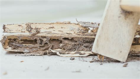 termite control thunderbolt|Termites and Termite Destruction in the PH .